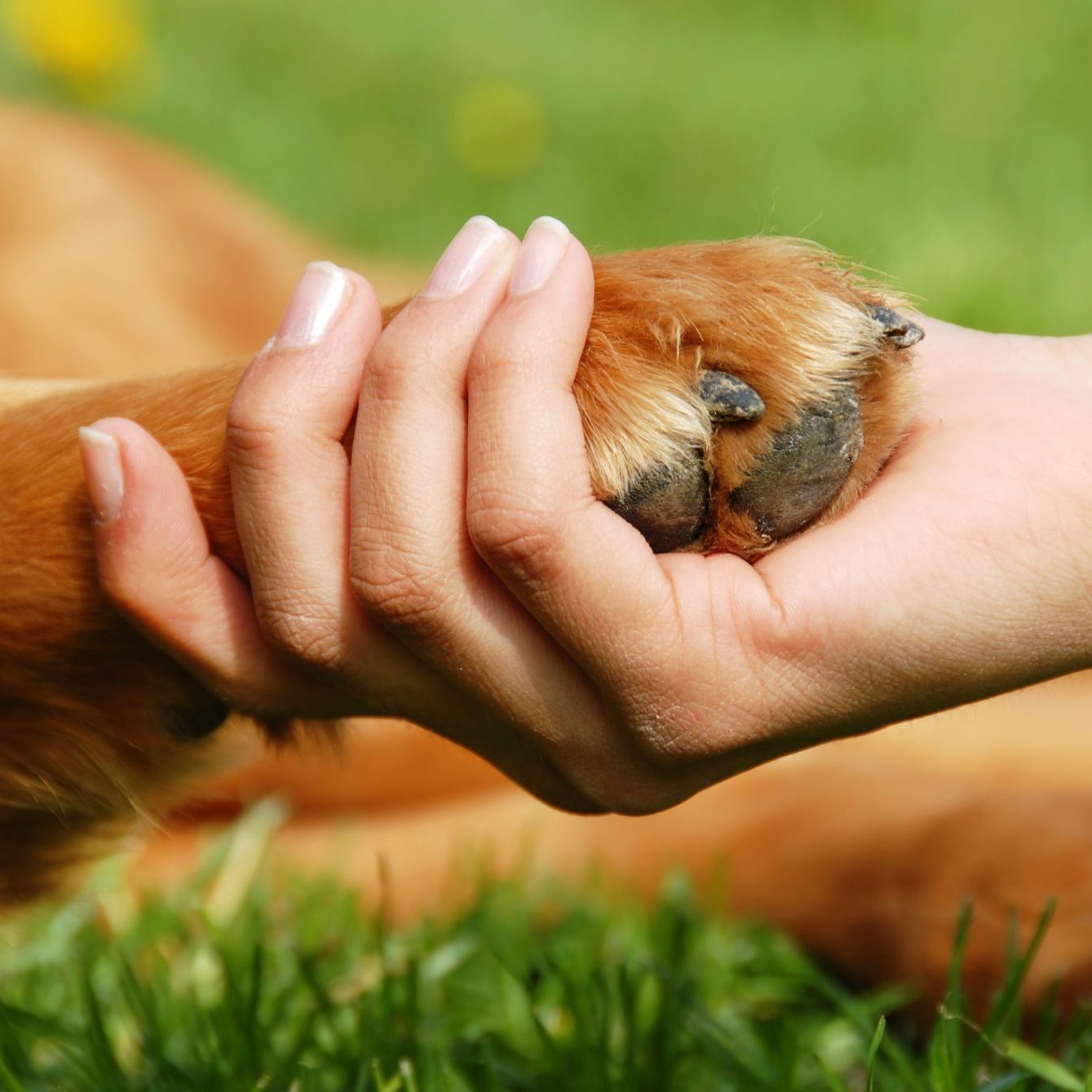 Yellow dog paw and human hand shaking, friendship
